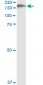 IQGAP3 Antibody (monoclonal) (M01)