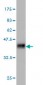 IQGAP3 Antibody (monoclonal) (M01)