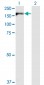 IQGAP3 Antibody (monoclonal) (M01)