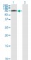 IRAK1 Antibody (monoclonal) (M01)