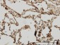 IRAK1 Antibody (monoclonal) (M02)