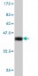 IRF1 Antibody (monoclonal) (M01)