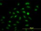 IRF2 Antibody (monoclonal) (M01)