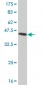 IRF2 Antibody (monoclonal) (M01)