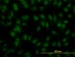 IRF2 Antibody (monoclonal) (M02)