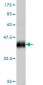 IRF2 Antibody (monoclonal) (M02)