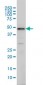 IRF2 Antibody (monoclonal) (M02)