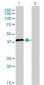 IRF2 Antibody (monoclonal) (M02)