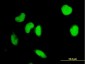 IRF2 Antibody (monoclonal) (M04)