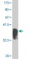 IRF2 Antibody (monoclonal) (M04)