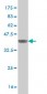 IRF4 Antibody (monoclonal) (M05)