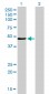 IRF4 Antibody (monoclonal) (M05)