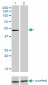 IRF4 Antibody (monoclonal) (M05)