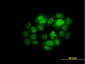 IRF5 Antibody (monoclonal) (M03)