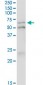 IRF5 Antibody (monoclonal) (M03)