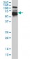 IRF5 Antibody (monoclonal) (M03)