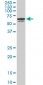 IRF5 Antibody (monoclonal) (M03)