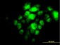 IRF5 Antibody (monoclonal) (M05)