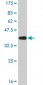 IRF5 Antibody (monoclonal) (M05)