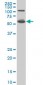 IRF5 Antibody (monoclonal) (M05)