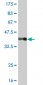IRX3 Antibody (monoclonal) (M03)