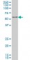 IRX3 Antibody (monoclonal) (M03)