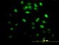 IRX3 Antibody (monoclonal) (M05)