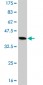 IRX3 Antibody (monoclonal) (M05)