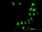 IRX3 Antibody (monoclonal) (M08)