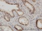 ISGF3G Antibody (monoclonal) (M01)