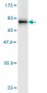 ISGF3G Antibody (monoclonal) (M01)