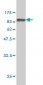 ISGF3G Antibody (monoclonal) (M02)