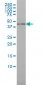 ISGF3G Antibody (monoclonal) (M02)