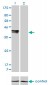 ISL1 Antibody (monoclonal) (M01)