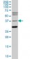 ISL1 Antibody (monoclonal) (M05)