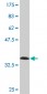 ISL2 Antibody (monoclonal) (M03)