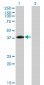 ISL2 Antibody (monoclonal) (M03)