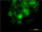 ITGA2 Antibody (monoclonal) (M01)