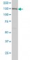 ITGA2 Antibody (monoclonal) (M01)