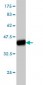 ITGA4 Antibody (monoclonal) (M01)