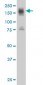 ITGA4 Antibody (monoclonal) (M01)