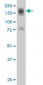 ITGA4 Antibody (monoclonal) (M01)