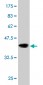ITGA6 Antibody (monoclonal) (M01)
