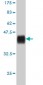 ITGA7 Antibody (monoclonal) (M01)