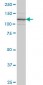 ITGA7 Antibody (monoclonal) (M01)