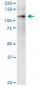 ITGA9 Antibody (monoclonal) (M01)