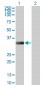 ITPK1 Antibody (monoclonal) (M01)