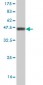 JARID1A Antibody (monoclonal) (M03)
