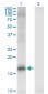 JARID1A Antibody (monoclonal) (M03)