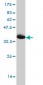 JPH1 Antibody (monoclonal) (M04)